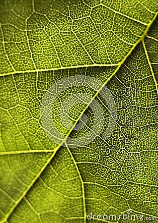 Closeup leaf Stock Photo
