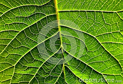Closeup, Leaf, Poinsettia, Green, Distinct veins Stock Photo
