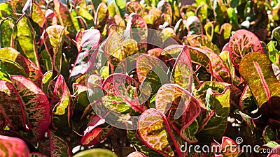Closeup leaves of Codiaeum variegatum or Garden Croton Petra in Garden as background Stock Photo