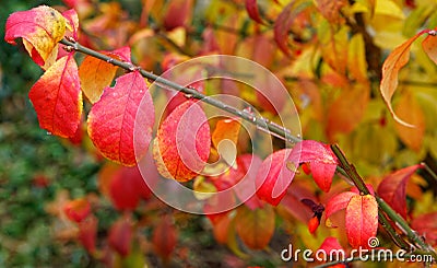 closeup leaves of red burning bush in Fall color Stock Photo