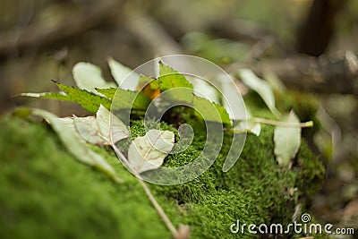 Closeup leaves on a green moss Stock Photo