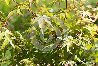 Closeup of leaves of Japanese maple tree- nature still life Stock Photo
