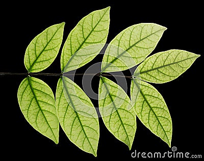 Closeup leaves see the vitreous tube. Stock Photo