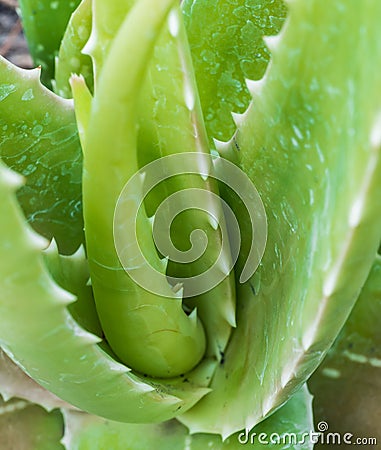 Closeup leaves of spiked herb called Aloe (Aloe vera (L.) Burm.) Stock Photo