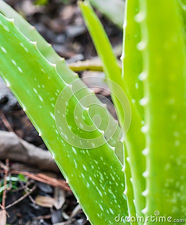 Closeup leaves of spiked herb called Aloe (Aloe vera (L.) Burm.) Stock Photo