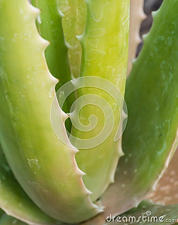 Closeup leaves of spiked herb called Aloe (Aloe vera (L.) Burm.) Stock Photo