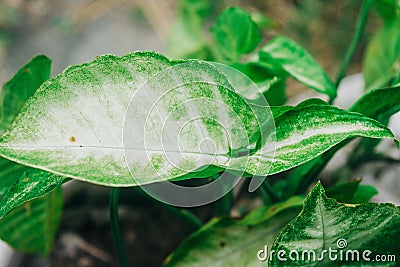 Closeup of the leaves of a Syngonium plant Stock Photo