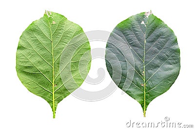 Closeup leaves of teak Stock Photo