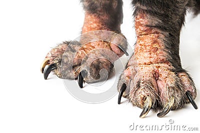 Closeup legs of dog sick leprosy skin problem with white background, selective focus Stock Photo