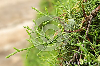 Closeup Of Lemon Cypress Leaves And Fruit Stock Photo