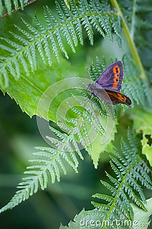 Closeup of a lepidopteran butterfly perched on a green plant Stock Photo