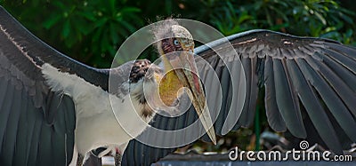Closeup of Lesser adjutant stork. Stock Photo