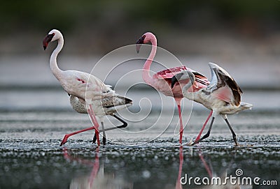 Closeup of Lesser Flamingos Stock Photo
