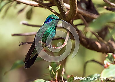 Lesser Violetear hummingbird Colibri cyanotus,Panama Stock Photo