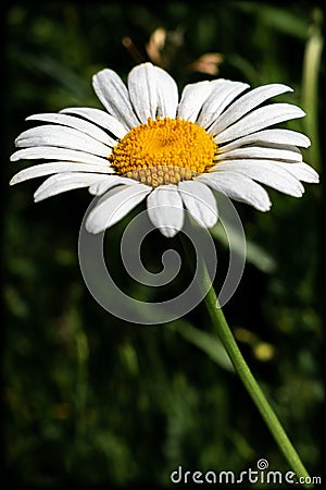 Closeup of Leucanthemum Maximum Daisy Stock Photo