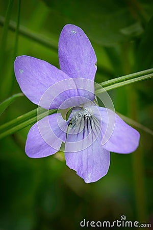 Closeup on the light blue flower of the European Common Dog-violet,Viola riviniana Stock Photo
