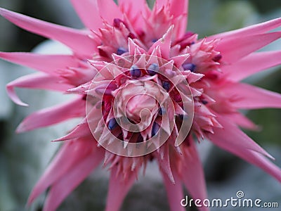 Closeup of pink bromelia in full bloom with blurred background Stock Photo
