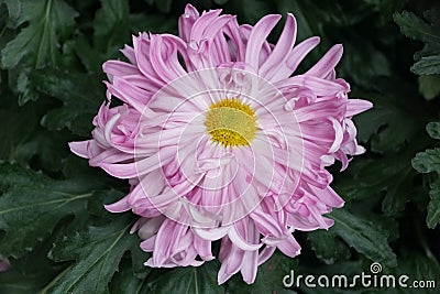 Closeup of a a light purple of Reflex mum 'Harry Gee' flower at full bloom Stock Photo