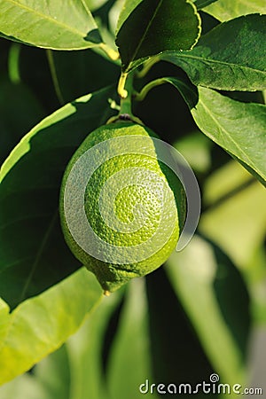 Lime fruit Stock Photo