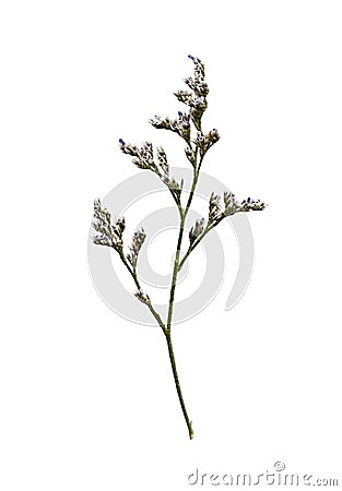 Closeup of limonium small flowers Stock Photo