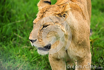 Closeup of lioness Stock Photo