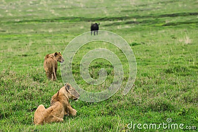 Closeup of lioness Stock Photo