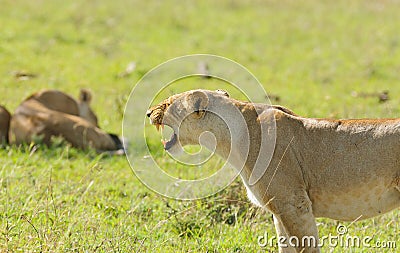 Closeup of a Lioness snarling Stock Photo