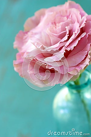 Closeup of Lisianthus Flower Stock Photo