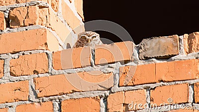 Closeup of a little owl (Athene noctua) on bricks of the window of a half-built house Stock Photo
