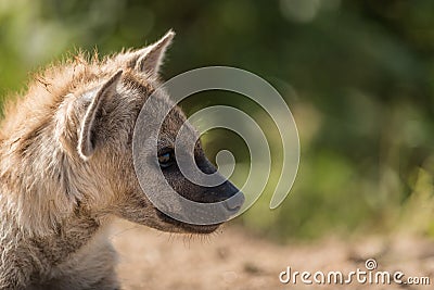Closeup of a little Spotted Hyena cub`s face from the side Stock Photo