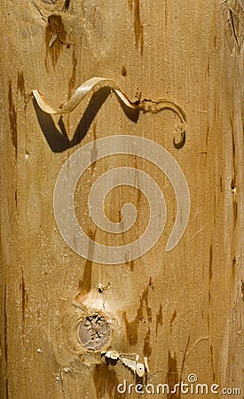 Closeup of a Log with Shavings Stock Photo