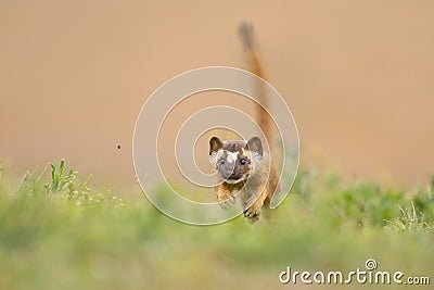 Closeup of a long-tailed weasel hunting. Neogale frenata. Stock Photo