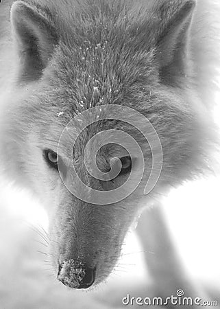 A closeup look at a Artic wolf Stock Photo