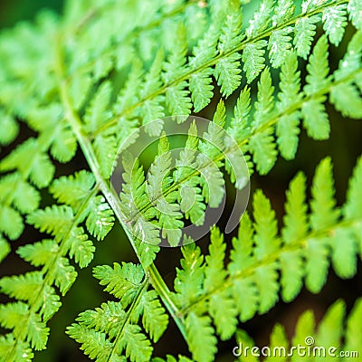 Closeup look of fern in forest Stock Photo