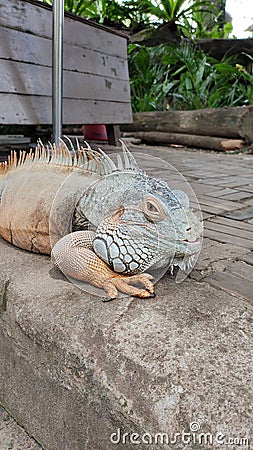 Closeup look of Iguana, Singapore Editorial Stock Photo