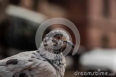 Closeup look on pigeon Stock Photo