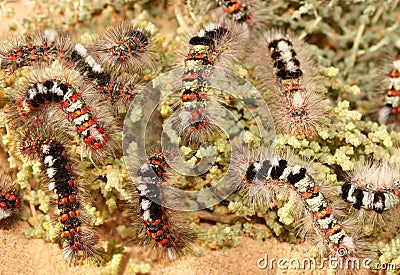 Closeup of a lot of caterpillars chews the leaves of the plant. Cartoon Illustration