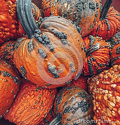 Closeup of lots of pumpkins in Pittsburgh Stock Photo