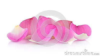 Closeup on lotus petal on white background Stock Photo