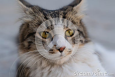 Closeup lovely brown cat looking tiredly Stock Photo