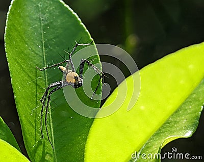 Lynx Spider, Yellow body and black legs ambush small insects as food on the leaf Stock Photo