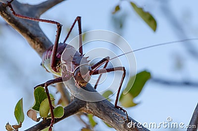 Closeup macro of armored cricket insect in Angola Stock Photo