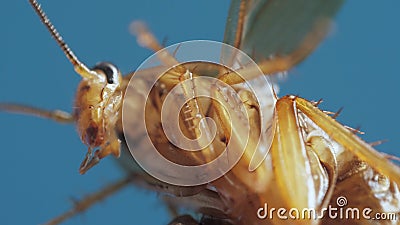 Closeup macro arthropode insecte cafard écarte les ailes pour voler en liberté contre le ciel bleu banque de vidéos Closeup macro arthropode insecte cafard écarte les ailes pour voler en liberté contre le ciel bleu banque de vidéos