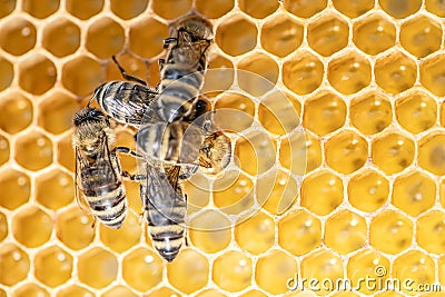 Closeup macro of bees on wax frame honeycomb in apiary Honey bee hive with selective focus Stock Photo
