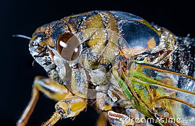 Closeup Macro Cicada Locust Stock Photo