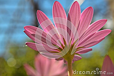 Closeup of beautiful pink African daisy whit fantastic light Stock Photo