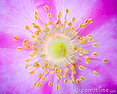 Closeup macro dogrose flower Stock Photo