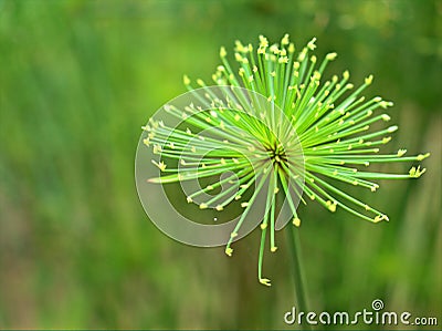 Closeup macro green Paper reed, Nile grass, Cyperus papyrus haspan plant in garden with blurred background Stock Photo