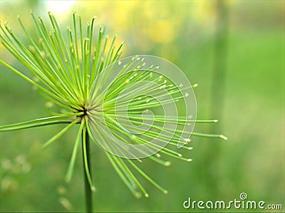 Closeup macro green Paper reed, Nile grass, Cyperus papyrus haspan plant in garden with blurred background Stock Photo
