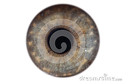 Closeup macro iris of female green eye isolated Stock Photo